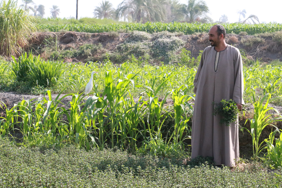 Farmer holding freshly cut mint