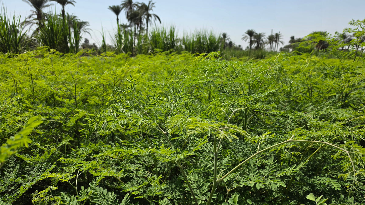 Green field with palm trees in the Nile valley