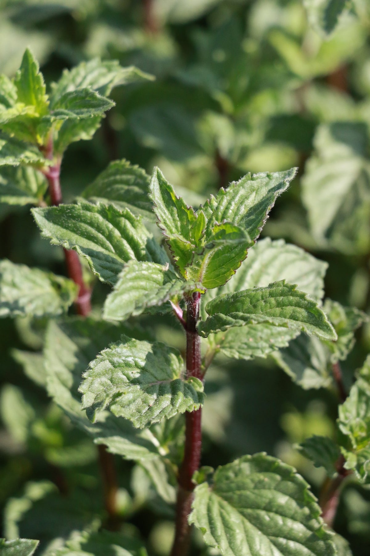 Fresh spearmint leaves