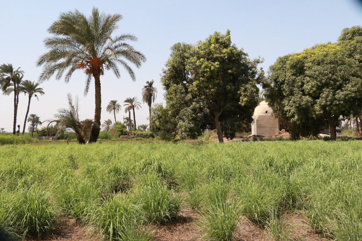 Herb fields and date palms in the Nile Valley, Egypt