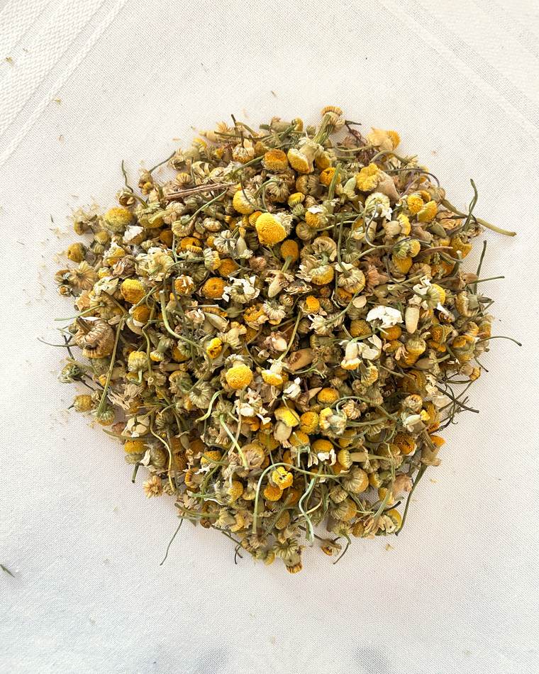 Egyptian chamomile in flower